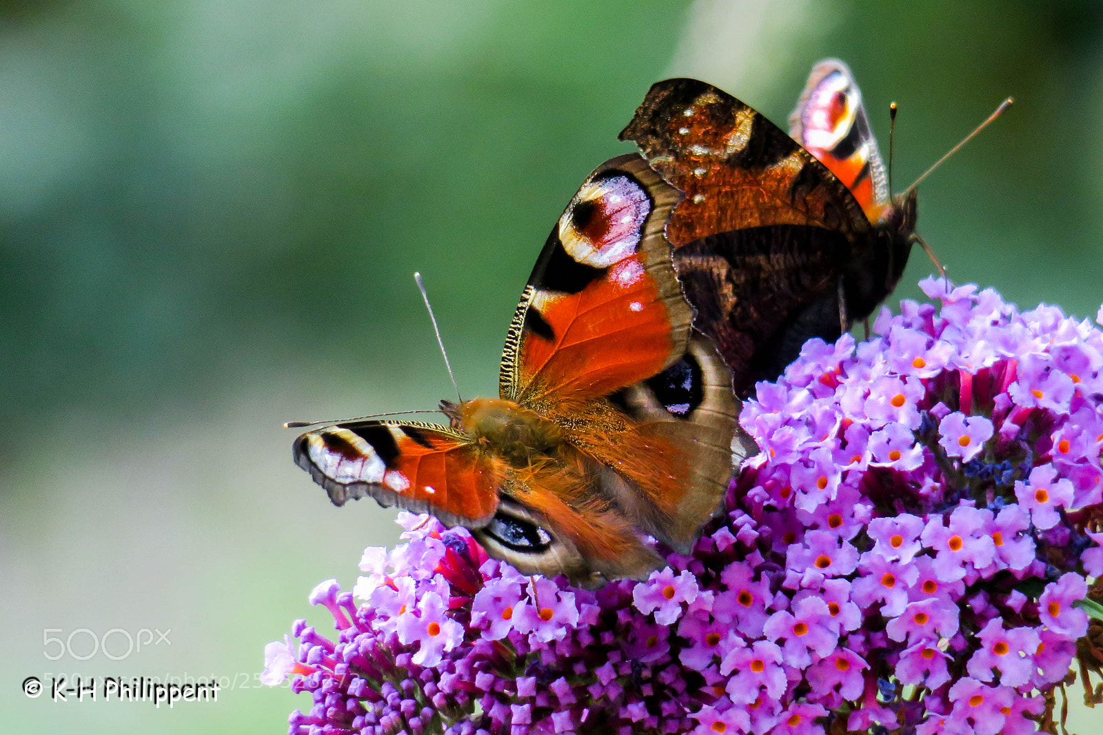 Canon PowerShot G3 X sample photo. Vellmar germany , ahnepark photography