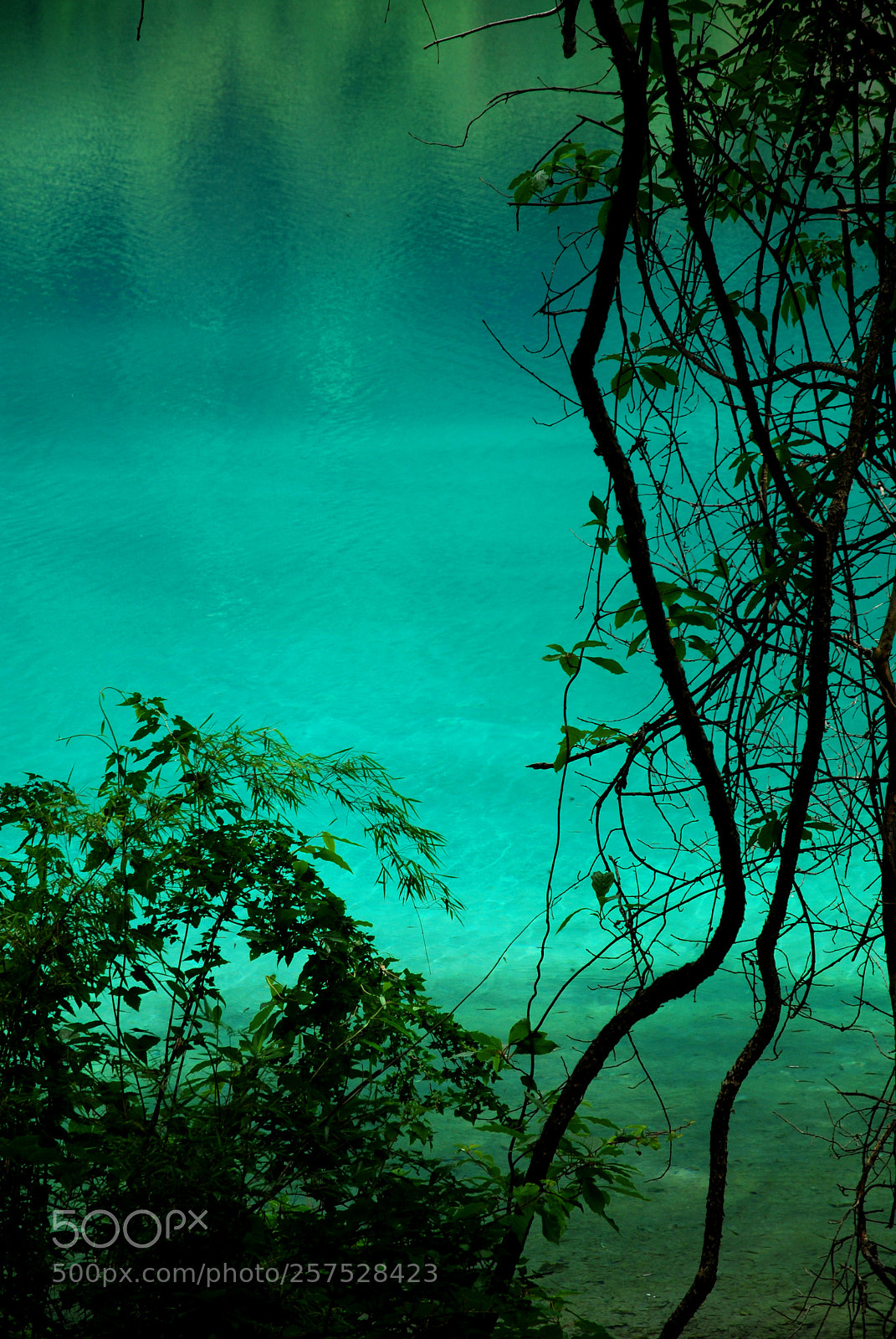 Nikon D40X sample photo. Untitled photography