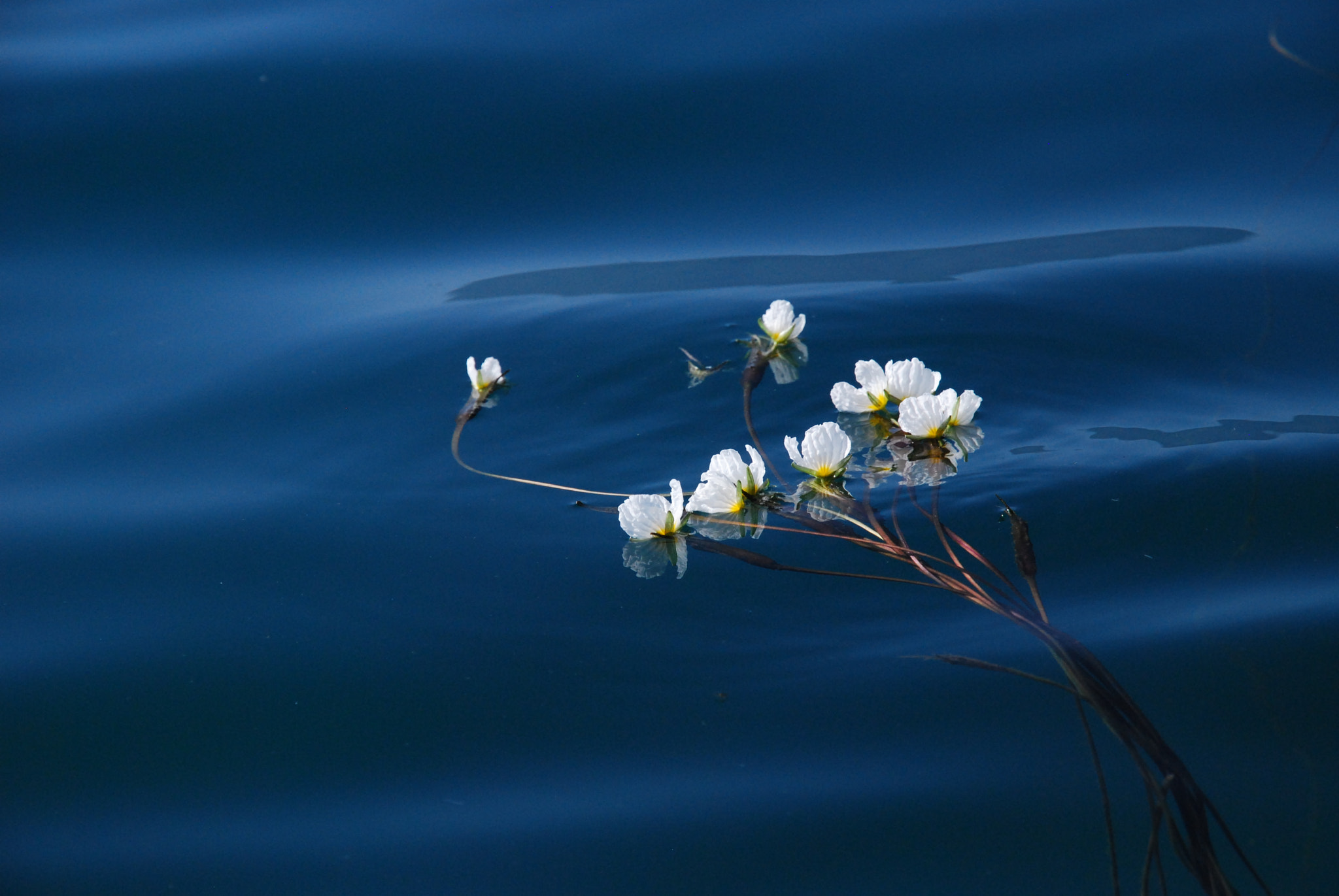 Nikon D40X sample photo