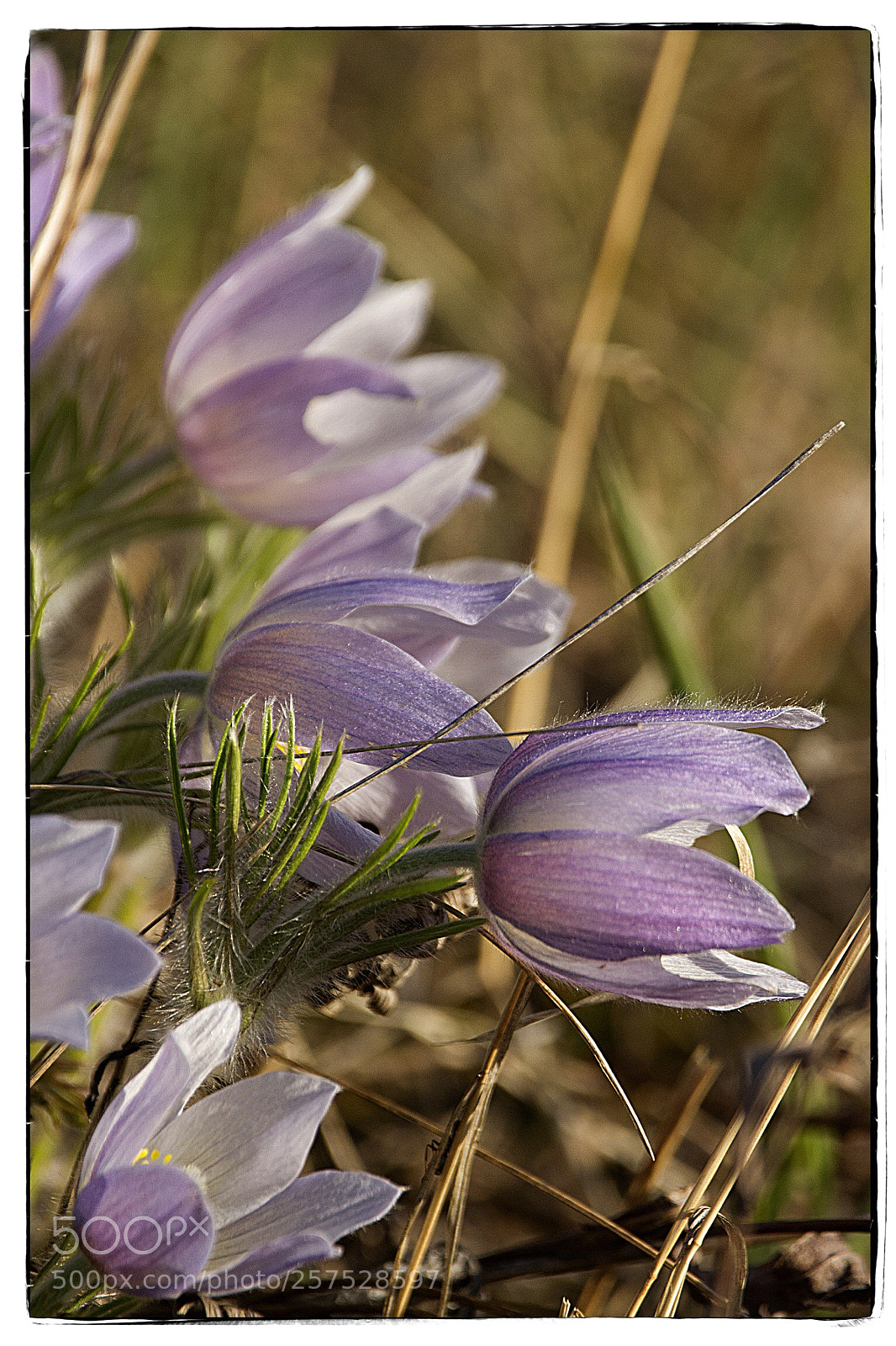 Canon EOS 7D sample photo. Crocuses facing the sun. photography