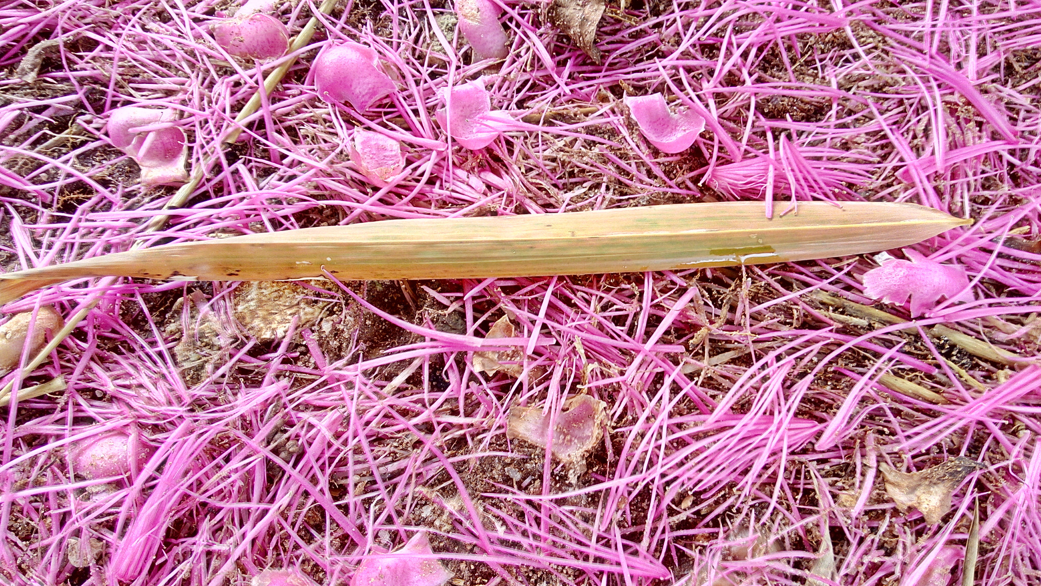 Lenovo VIBE X3 LITE sample photo. Spring fall photography