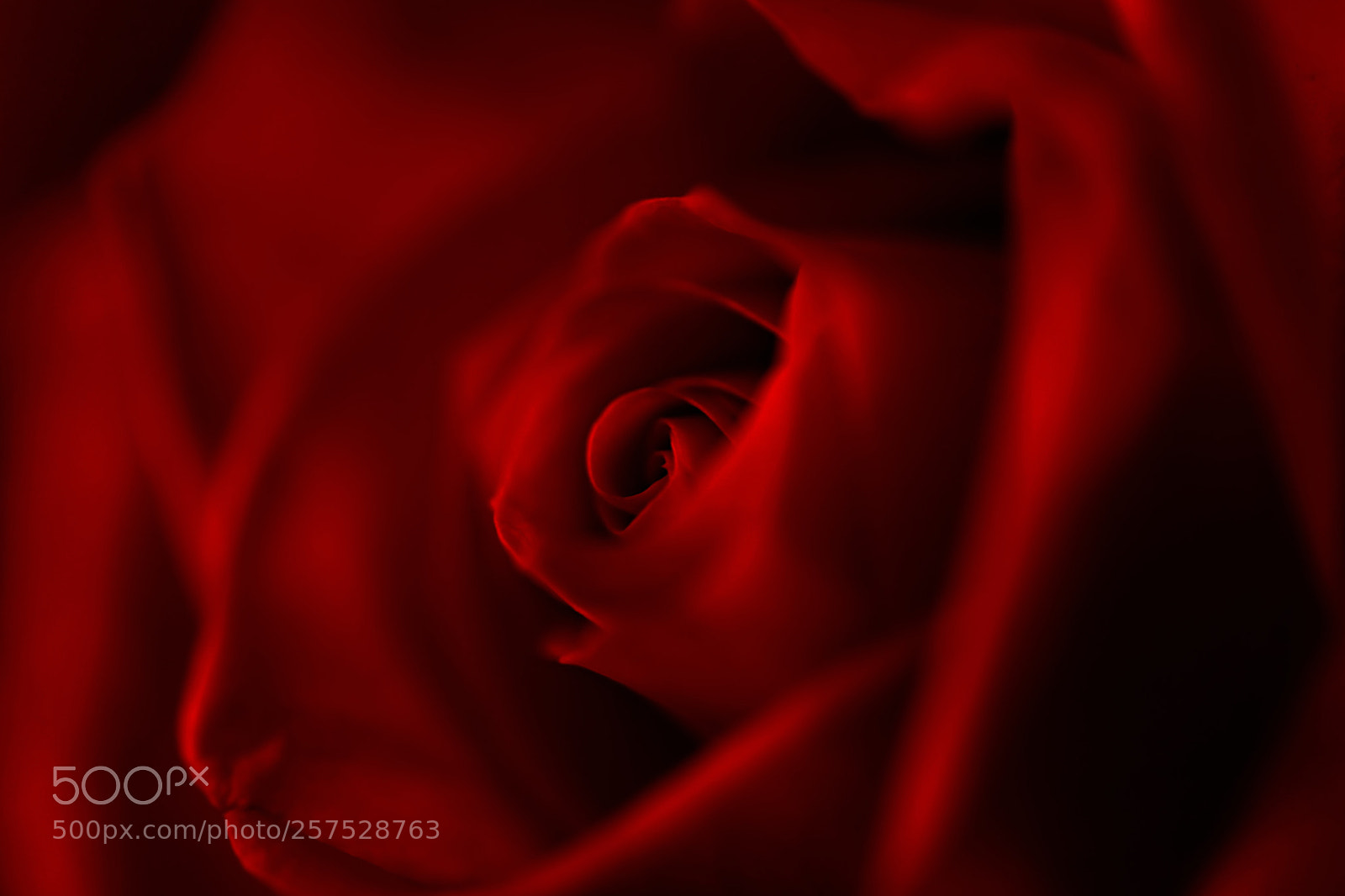 Fujifilm X-E3 sample photo. Deep red photography