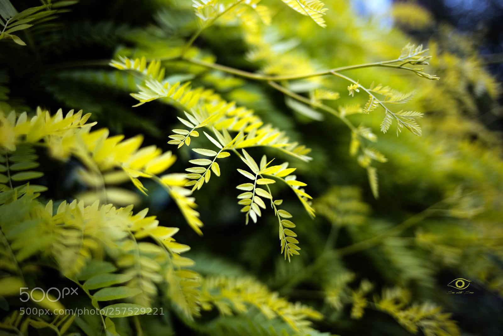 Canon EOS 6D sample photo. Greeeeeeeen! photography