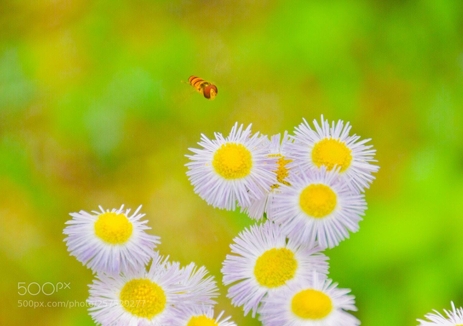 Nikon D7200 sample photo. Small bee photography
