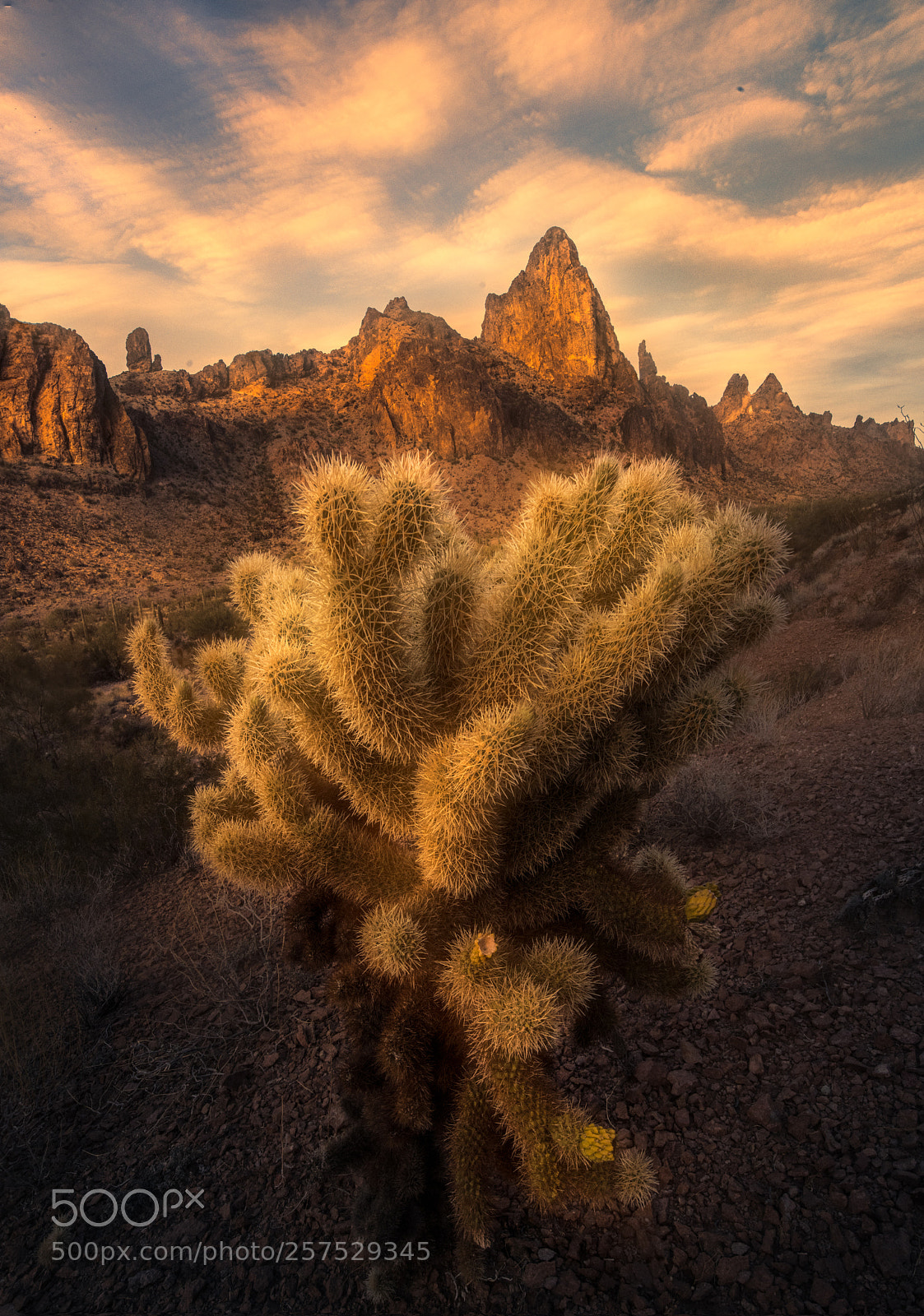 Nikon D850 sample photo. Kofa mountains photography