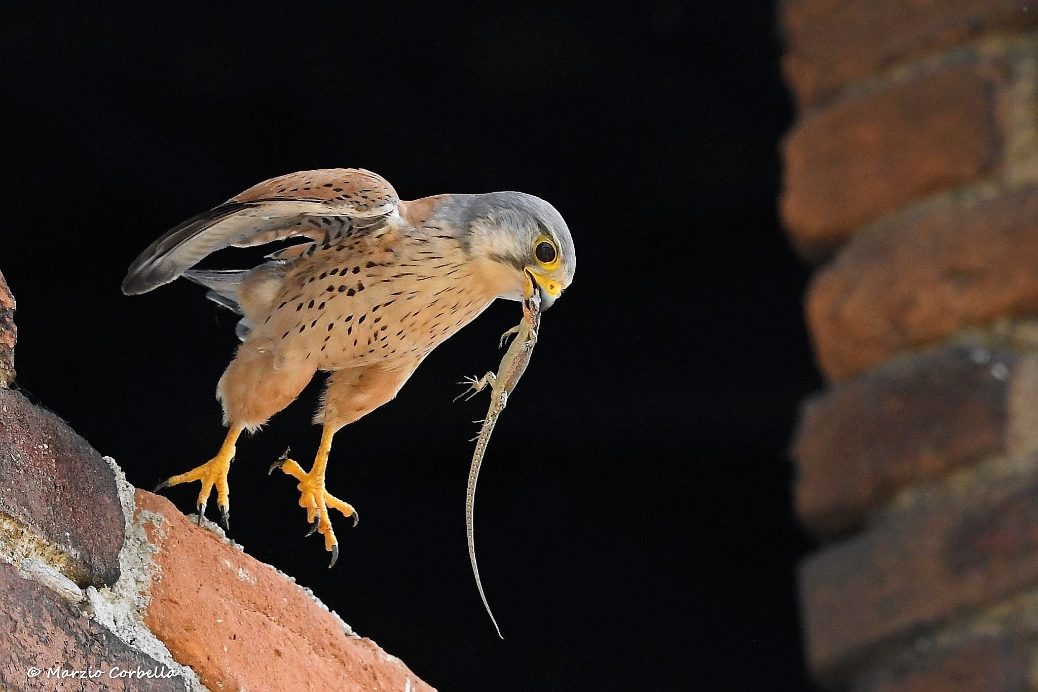 Nikon D500 + Nikon AF-S Nikkor 500mm F4E FL ED VR sample photo. High jump with lizard photography