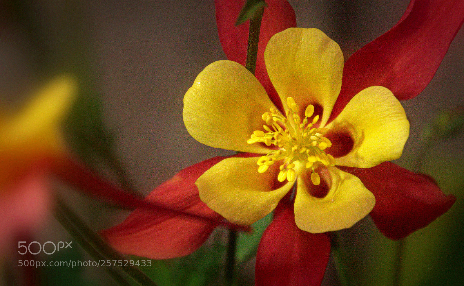 Nikon D5200 sample photo. Life in color photography