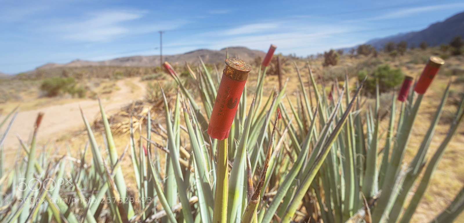 Nikon D800 sample photo. Shotgun yucca photography