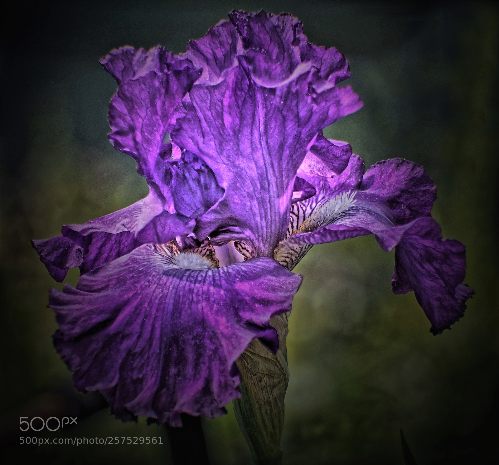 Olympus OM-D E-M5 sample photo. Purple digital iris photography