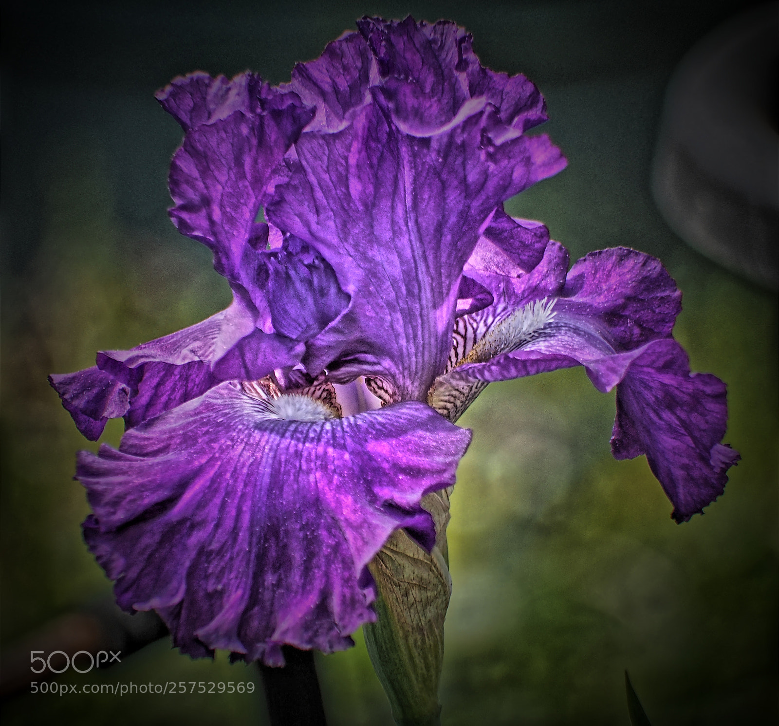 Olympus OM-D E-M5 sample photo. Purple digital iris photography