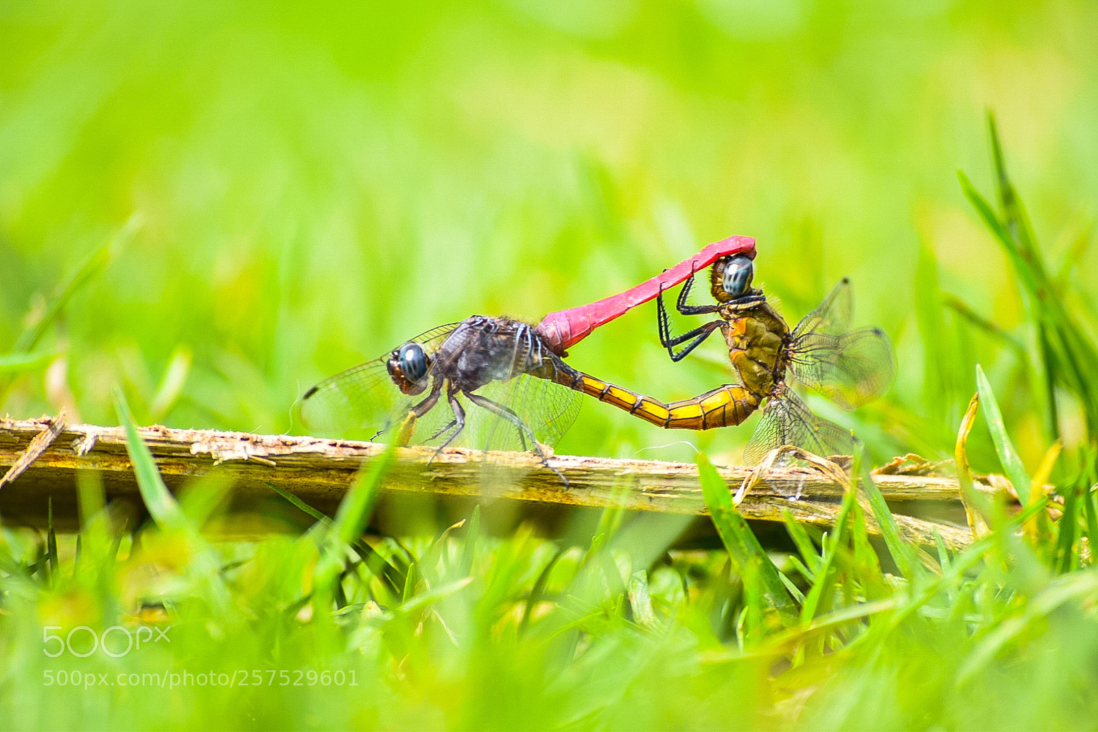 Nikon D5300 sample photo. Wildlife photography