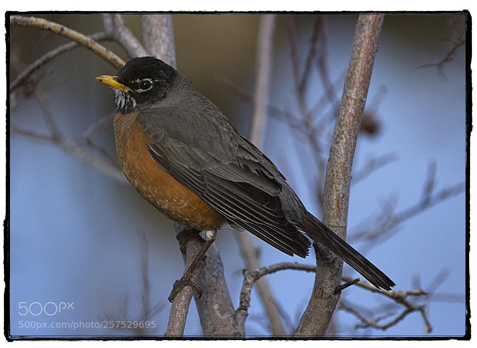 Canon EOS 7D sample photo. Robin photography