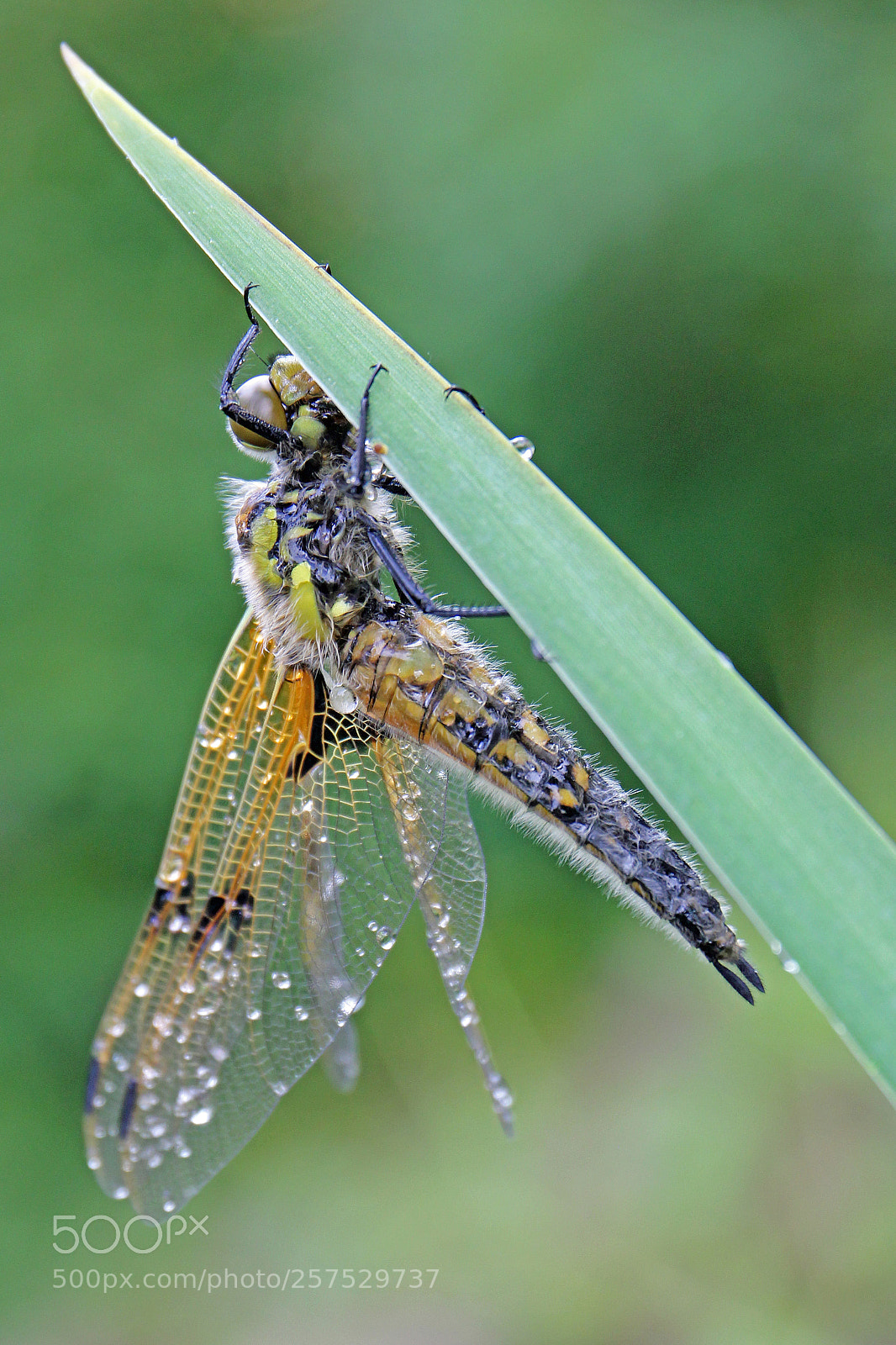 Canon EOS 550D (EOS Rebel T2i / EOS Kiss X4) sample photo. Four-spotted chaser (libellula quadrimaculata) photography