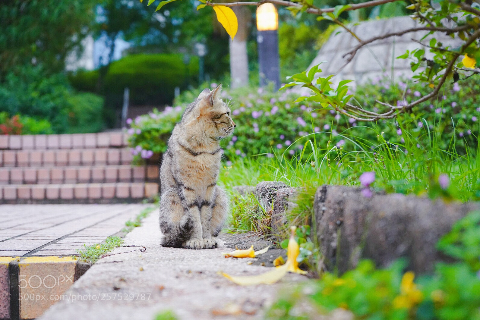 Sony a7 III sample photo. Untitled photography