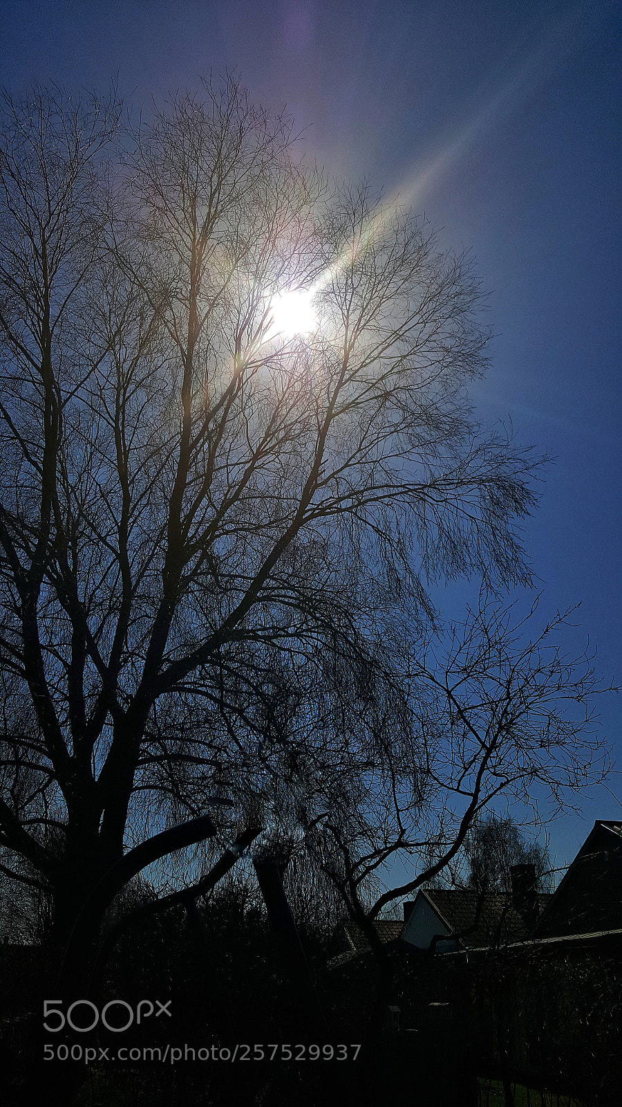 Samsung Galaxy S6 sample photo. Sunny treetop photography