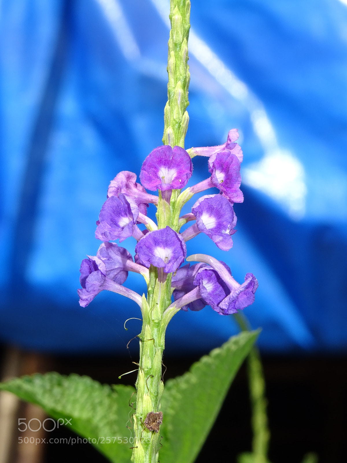 Sony DSC-HX60V sample photo. Small flowers side view photography