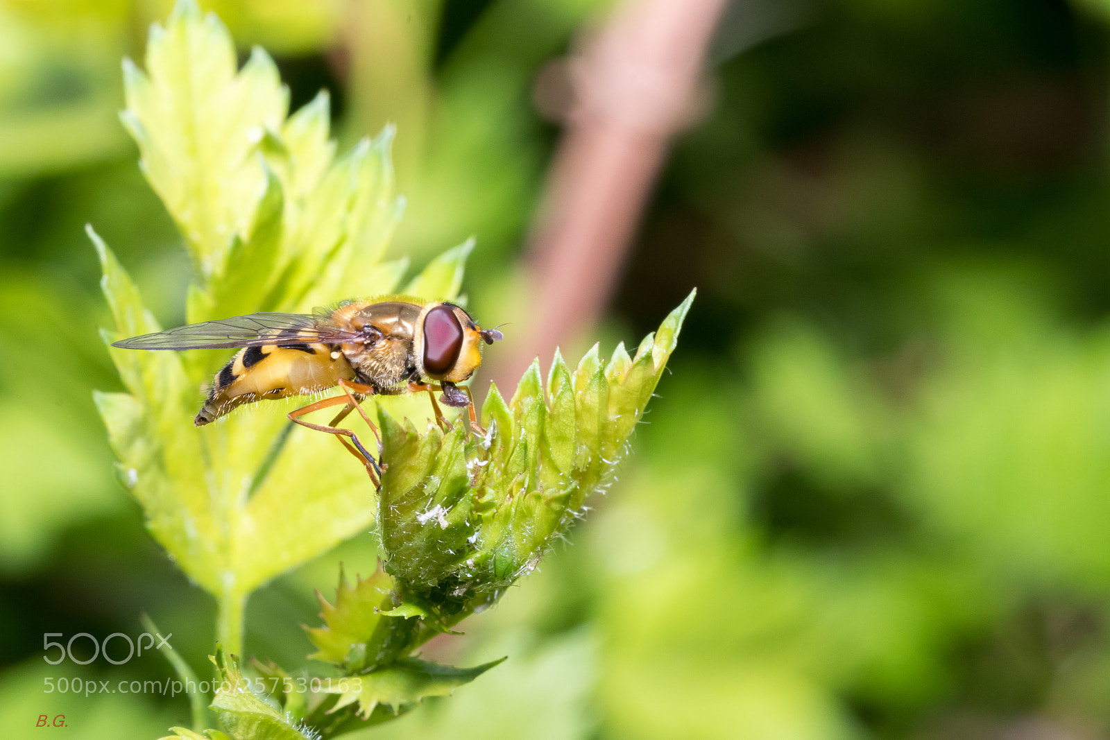 Canon EOS 80D sample photo. Fly photography