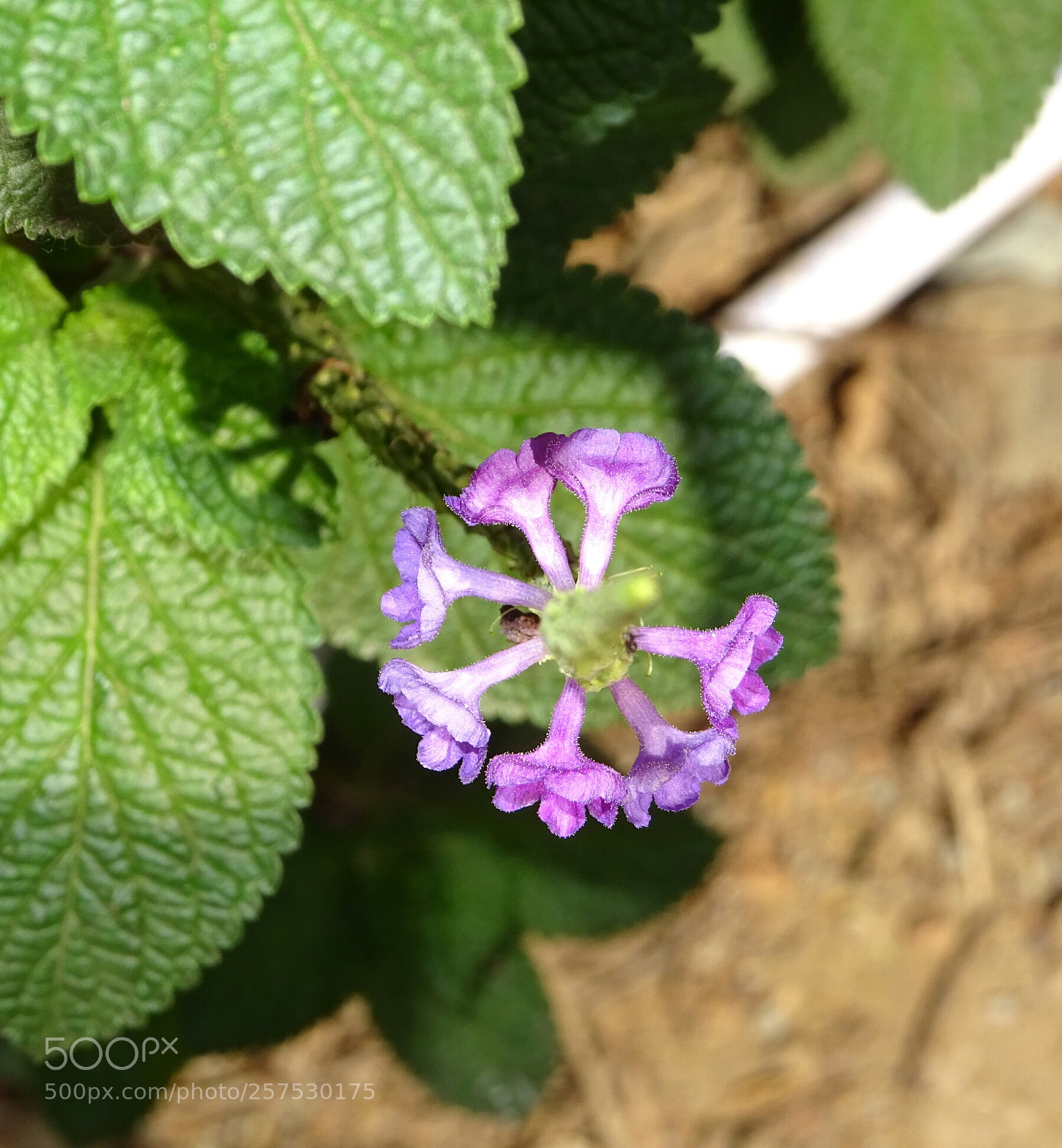 Sony DSC-HX60V sample photo. Small flowers top view photography