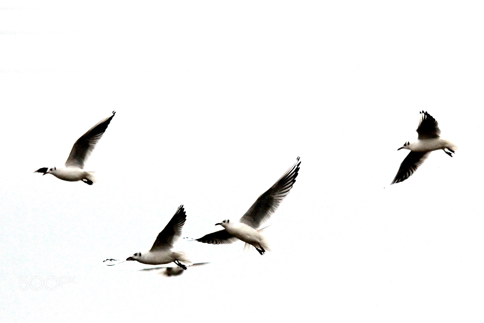 Canon EOS 60D sample photo. Mouettes photography