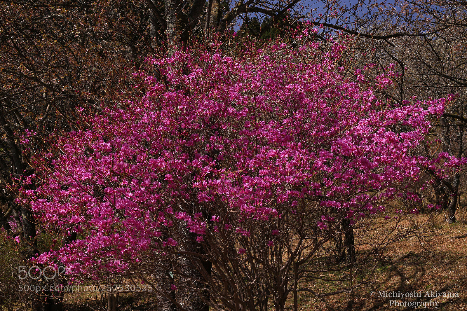 Canon EOS 6D sample photo. Azalea blooms  photography