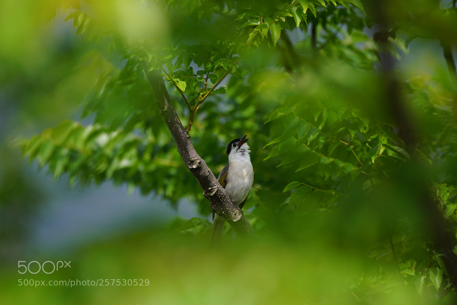 Sony ILCA-77M2 sample photo. Praising god`s creation photography
