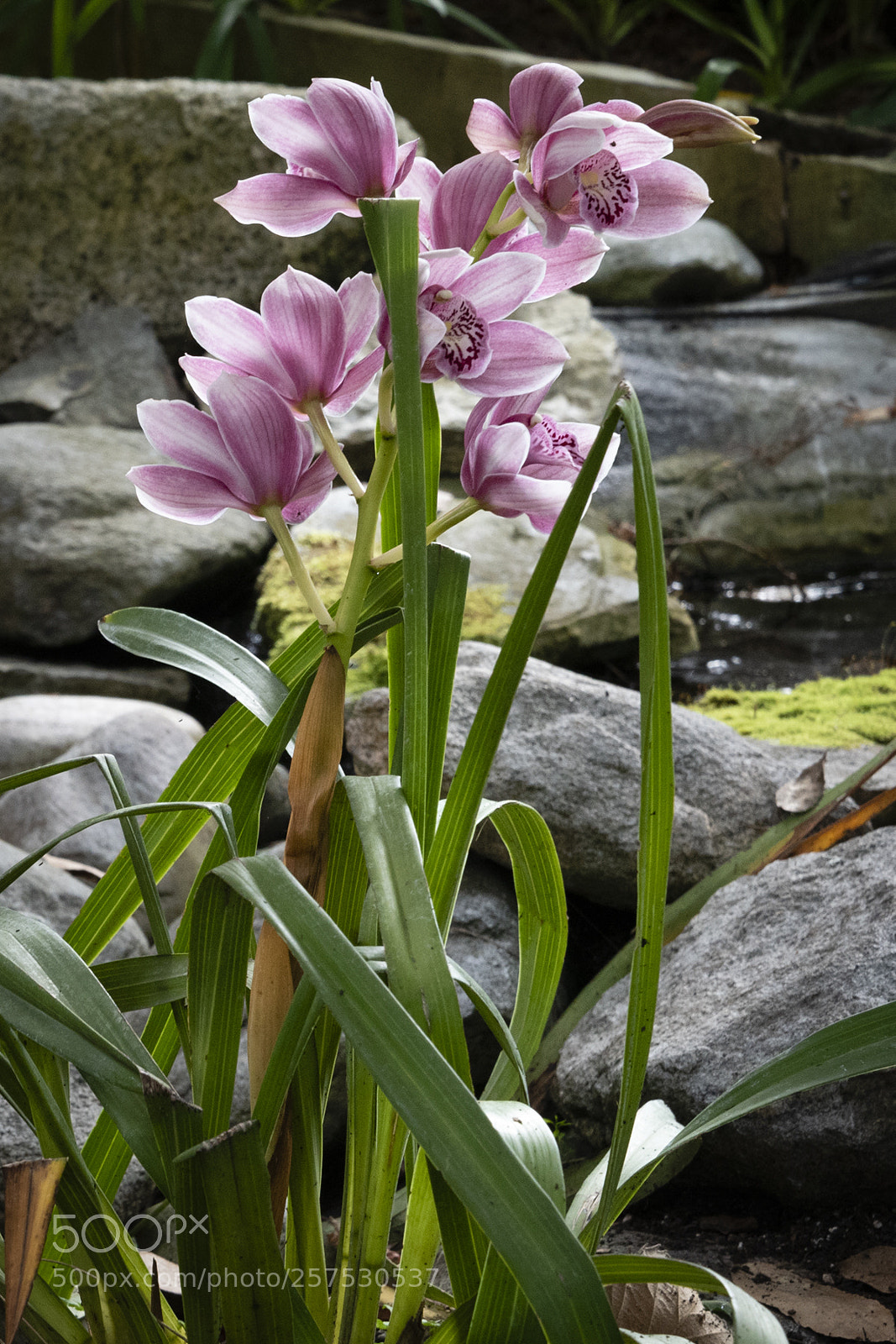 Nikon D750 sample photo. Pink blooms photography