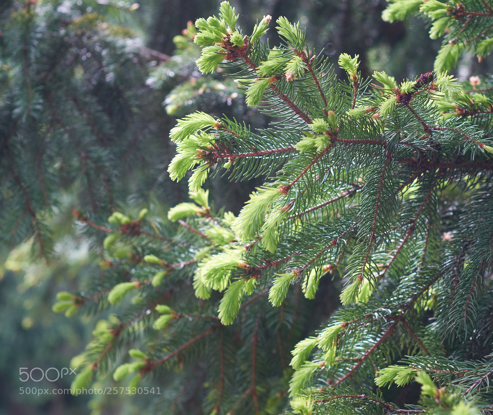 Fujifilm X-E2 sample photo. Pine blossom background photography