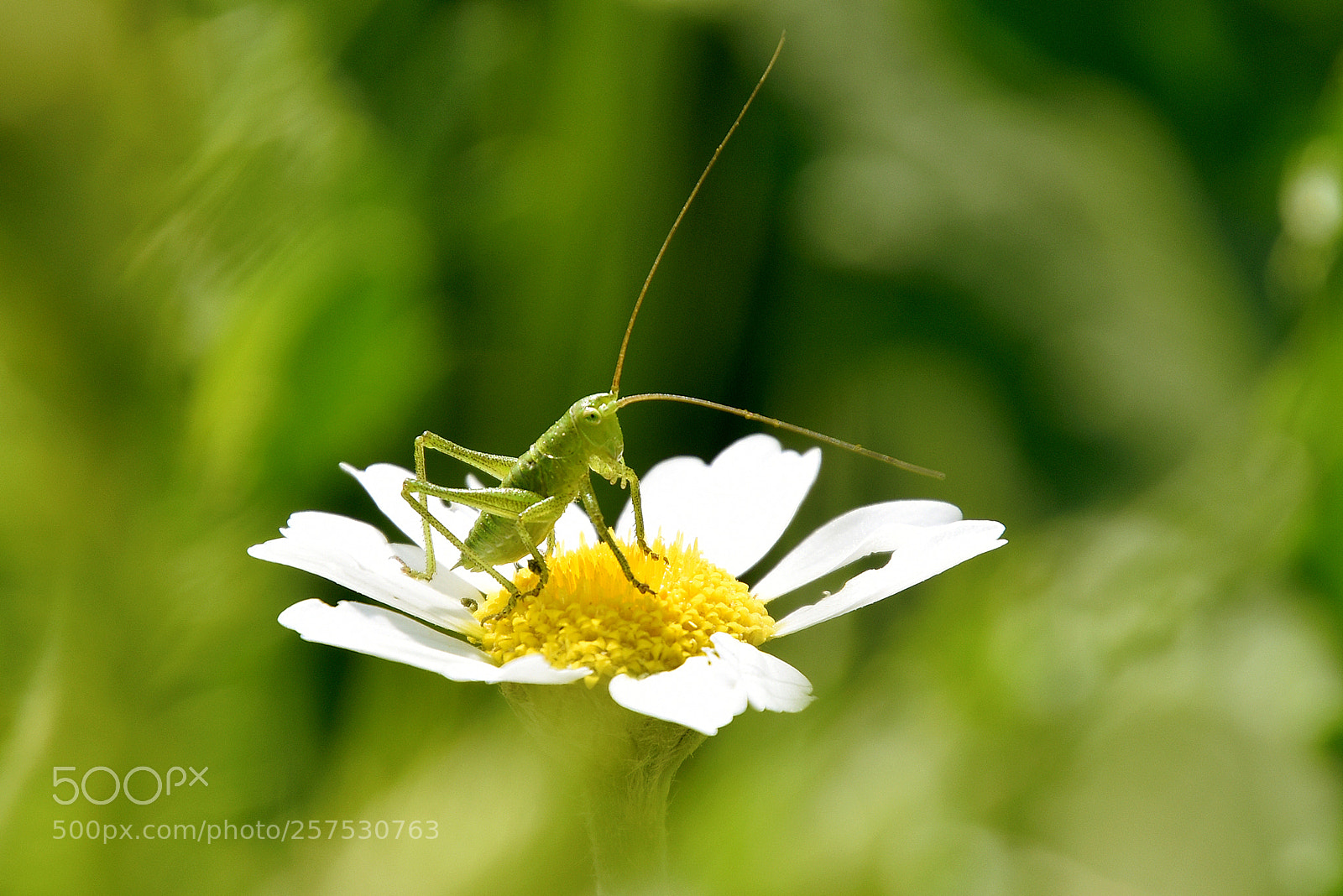 Nikon D5500 sample photo. Tomando el sol photography