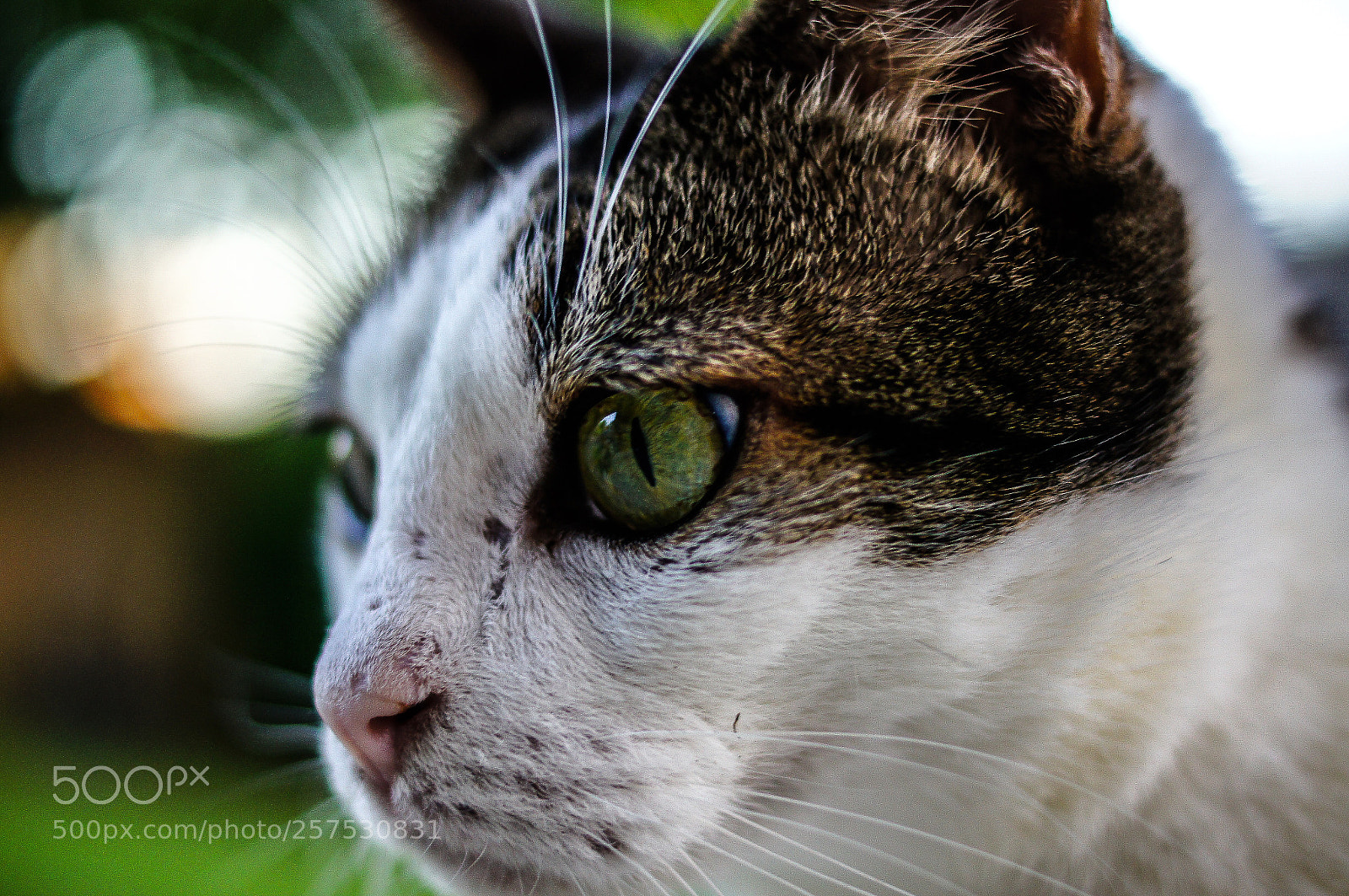 Sony SLT-A55 (SLT-A55V) sample photo. Focused photography