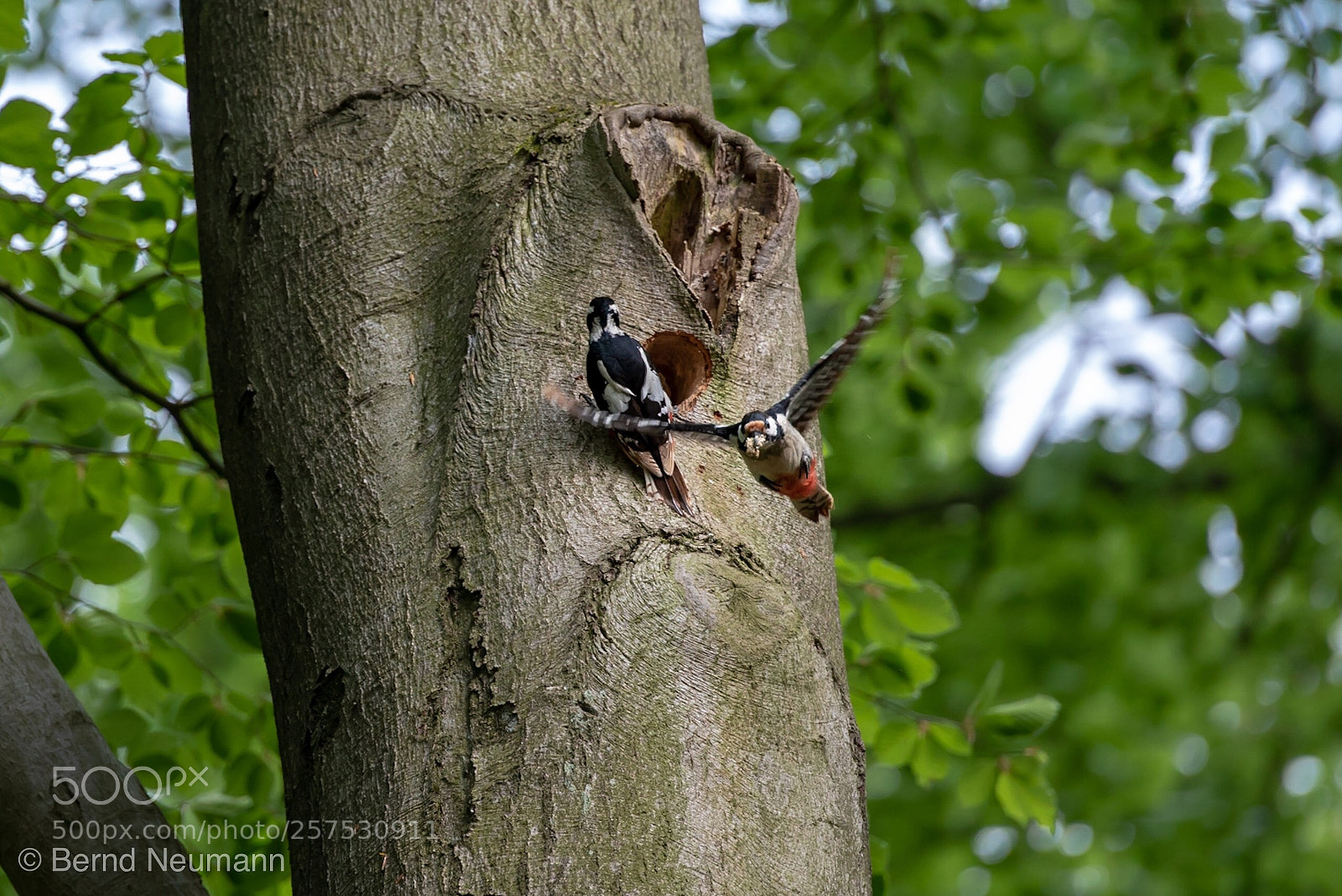 Nikon D750 sample photo. Spechtfamilie photography