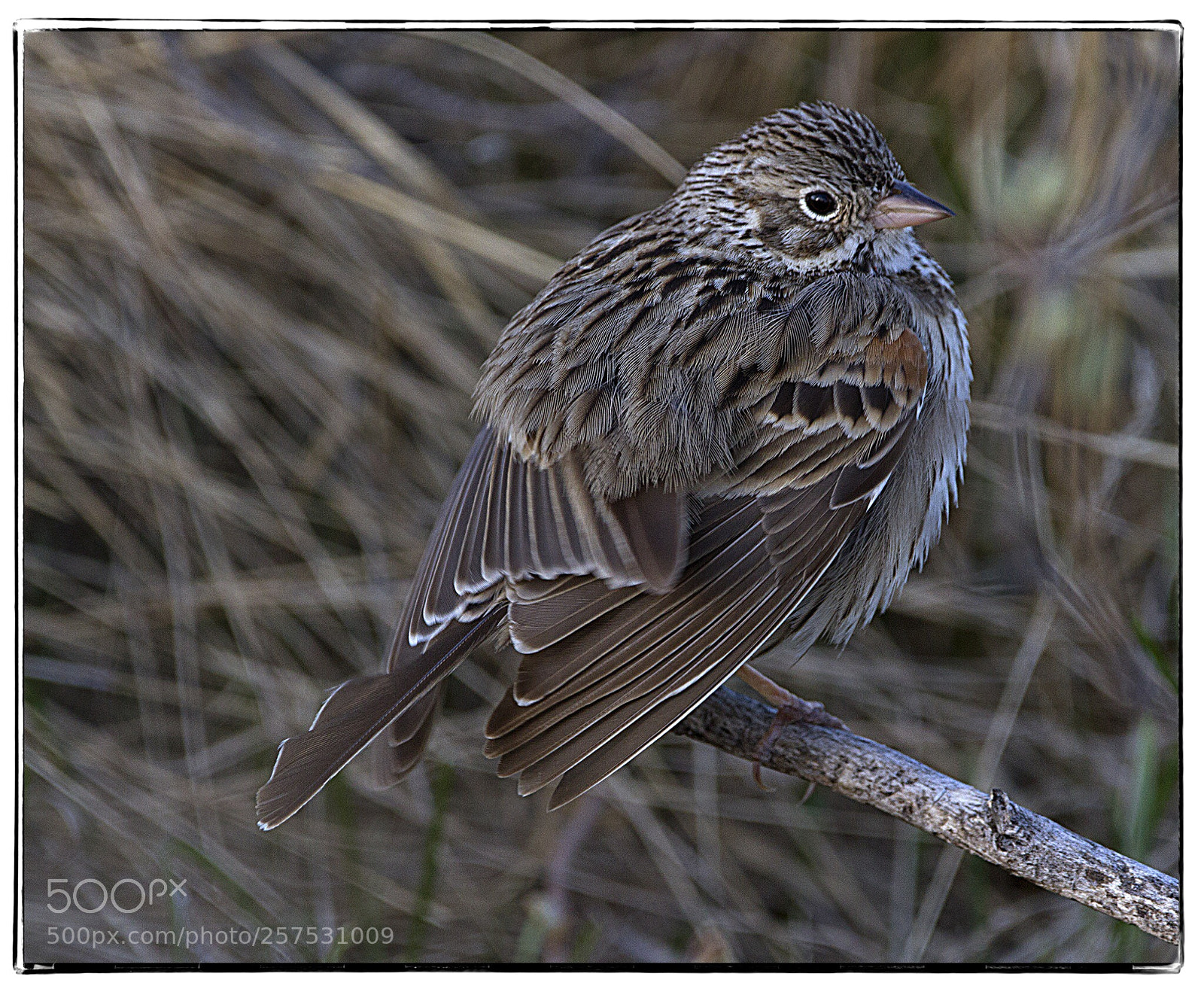 Canon EOS 7D sample photo. Song sparrow  photography