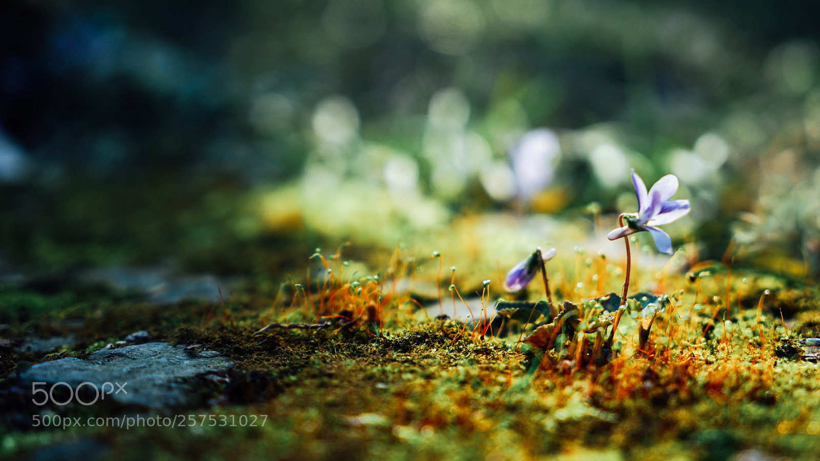 Sony a7 II sample photo. Dsc photography