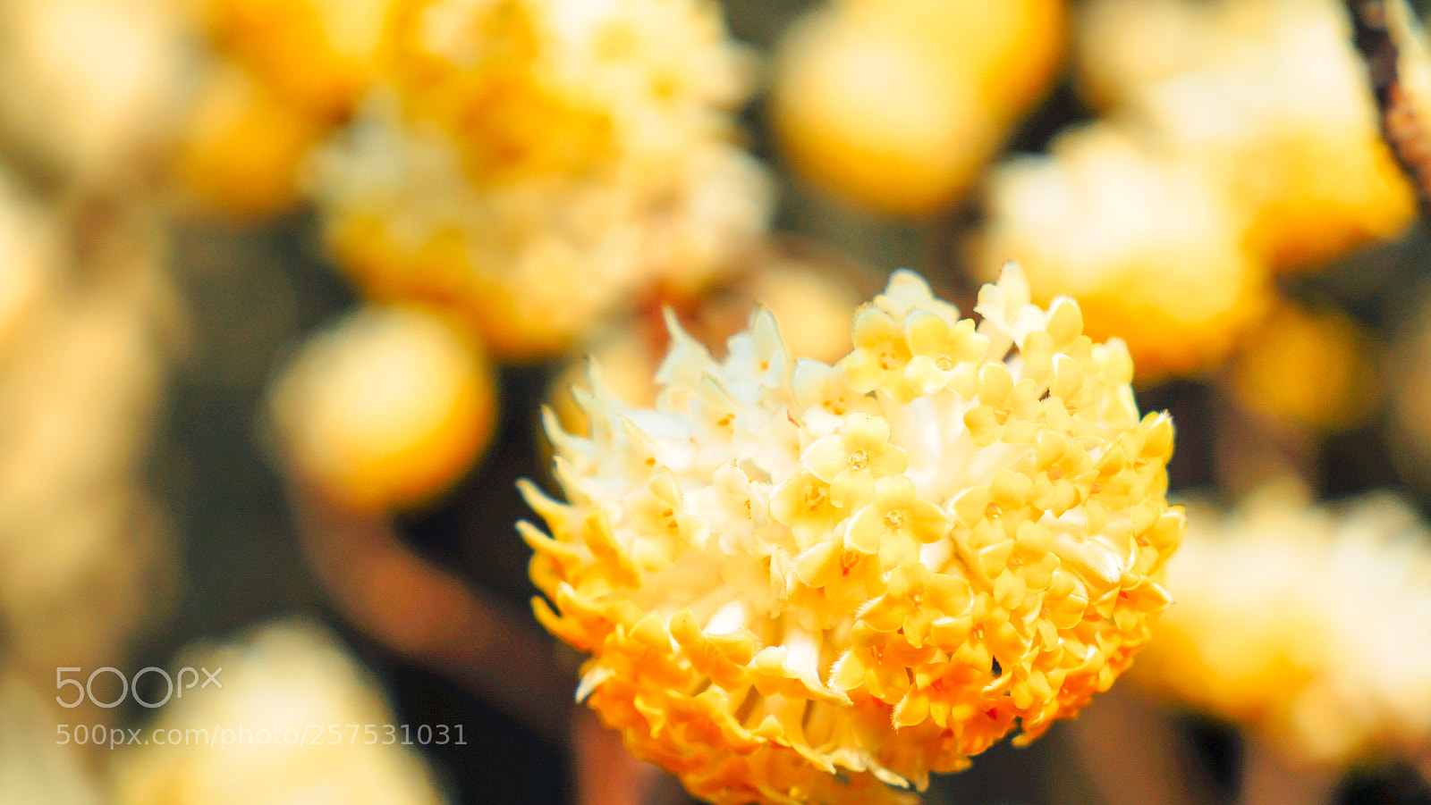 Sony a7 II sample photo. Dsc photography