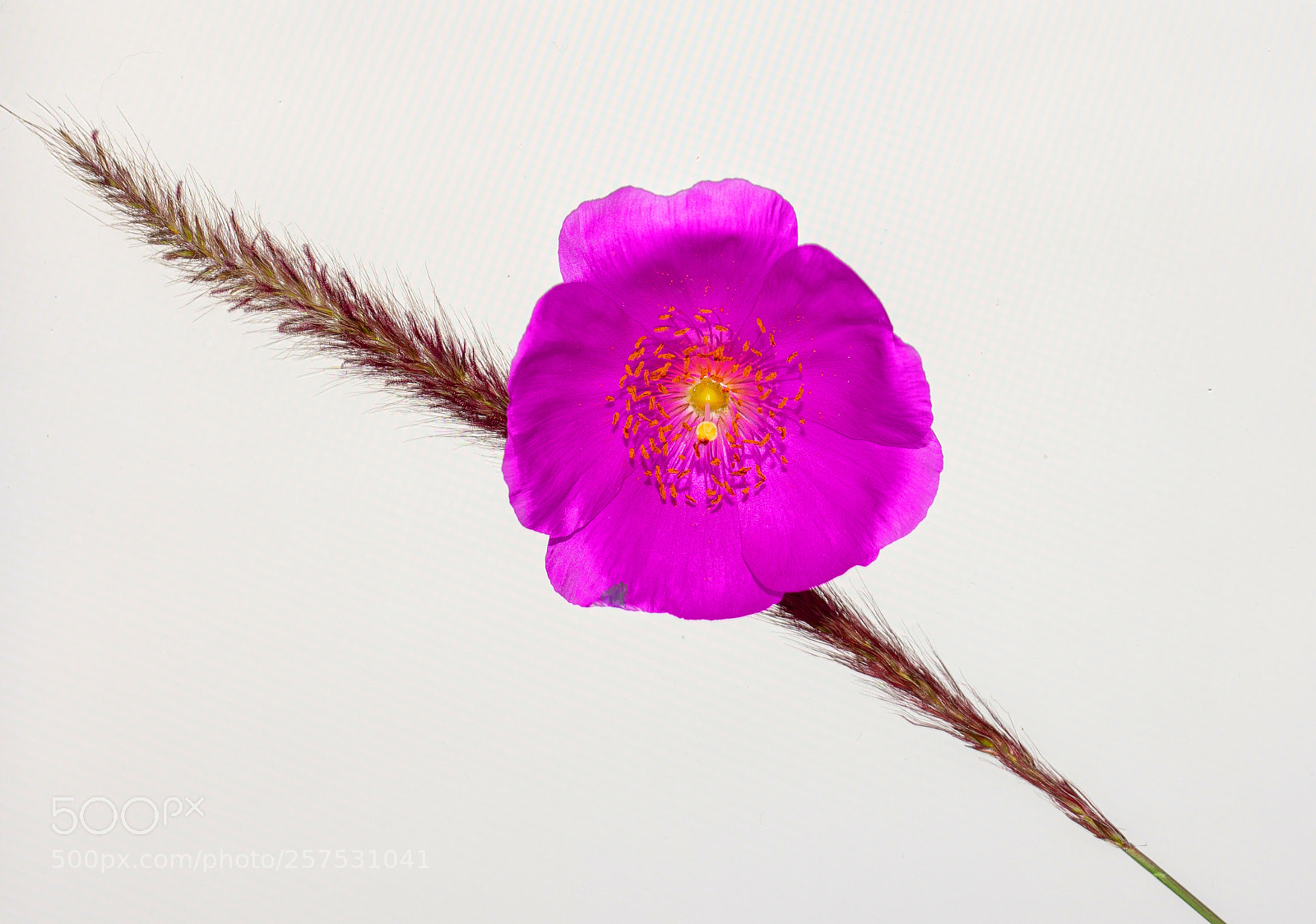 Canon EOS 5D Mark IV sample photo. Purple flower photography