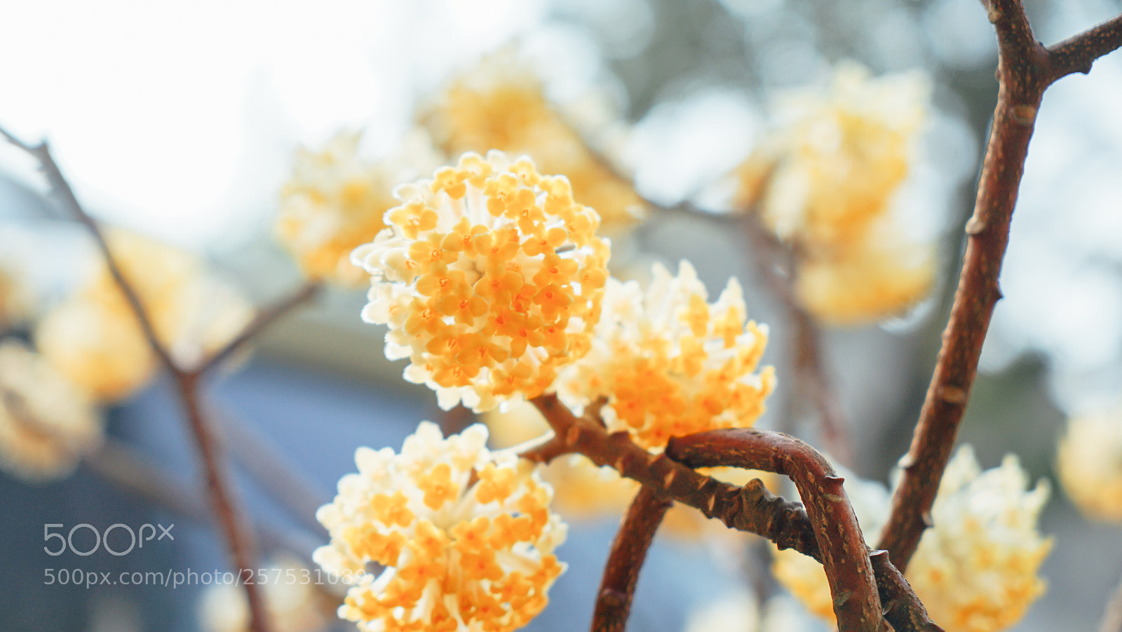 Sony a7 II sample photo. Dsc photography