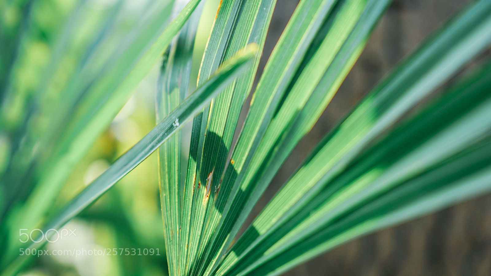 Sony a7 II sample photo. Dsc photography