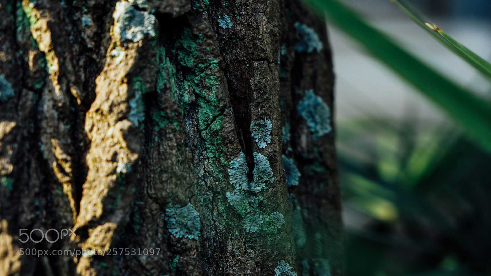Sony a7 II sample photo. Dsc photography