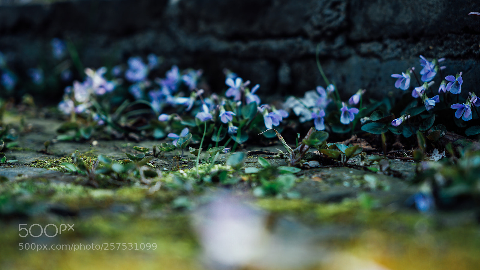 Sony a7 II sample photo. Dsc photography