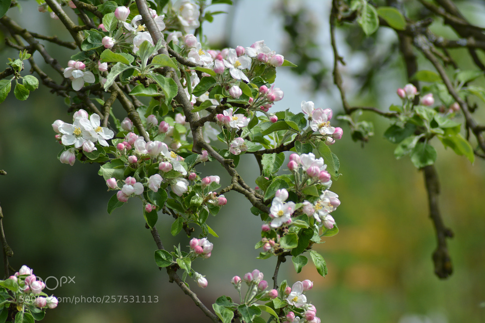 Nikon D5200 sample photo. Jabłonie7 photography