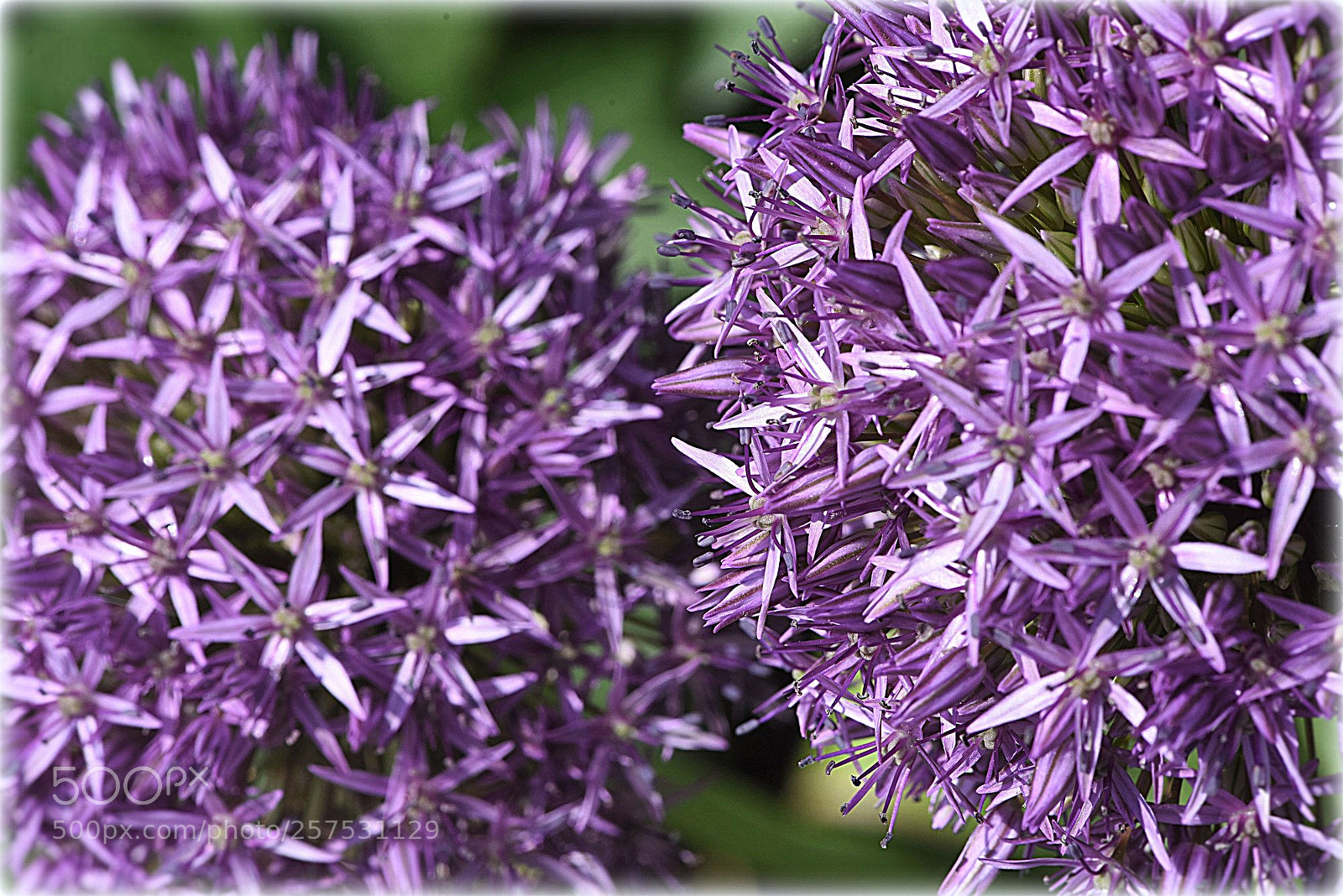 Nikon D810 sample photo. "ornamental onions" photography
