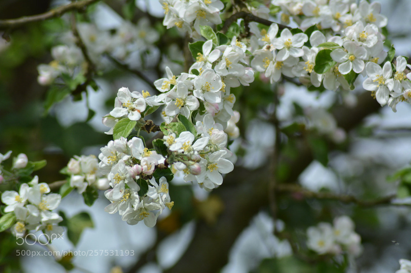 Nikon D5200 sample photo. Jabłonie8 photography