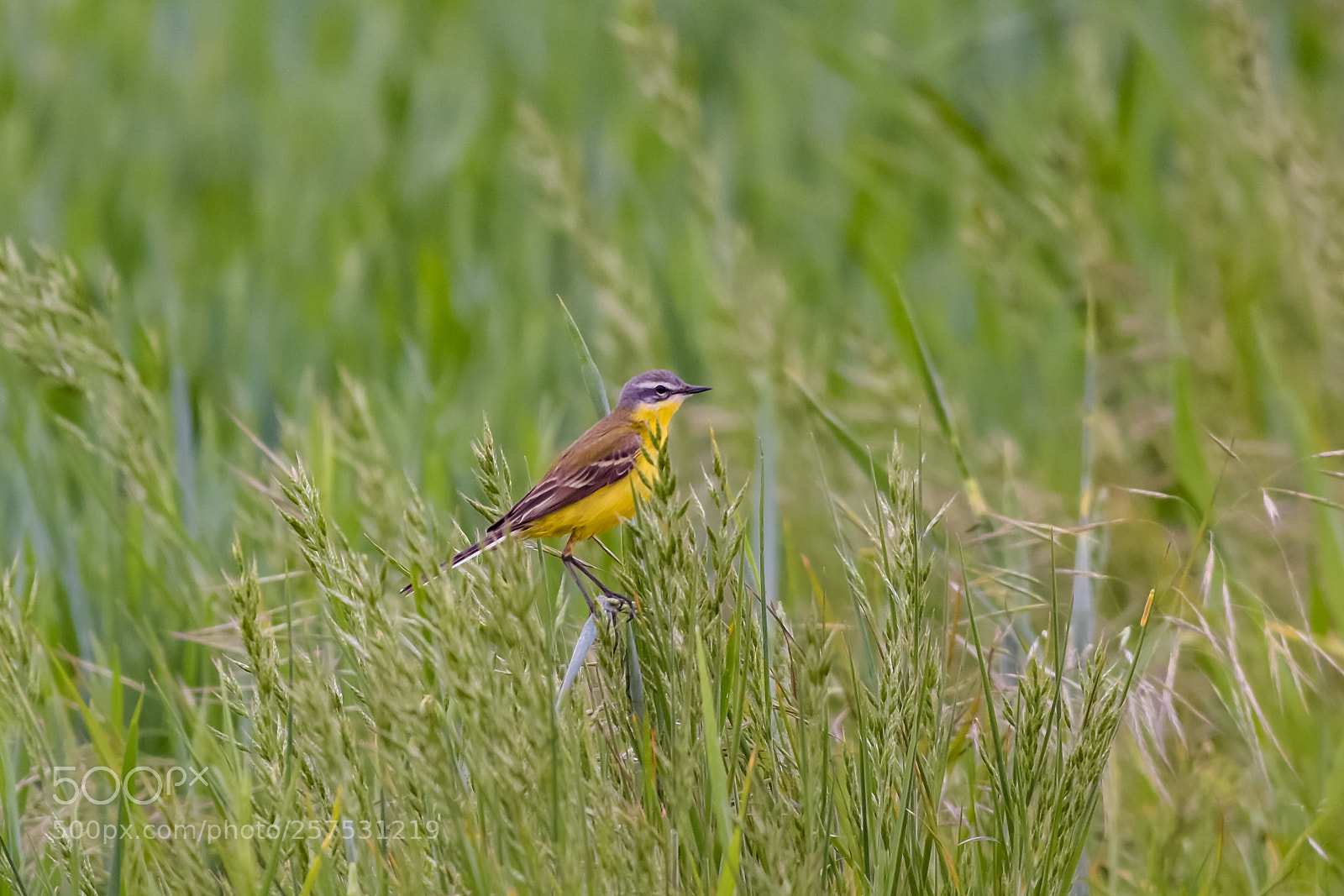 Nikon D7200 sample photo. 'western yellow wagtail motacilla photography