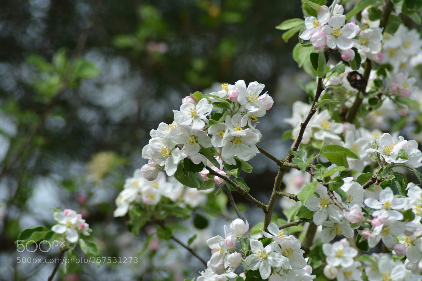 Nikon D5200 sample photo. Jabłonie9 photography