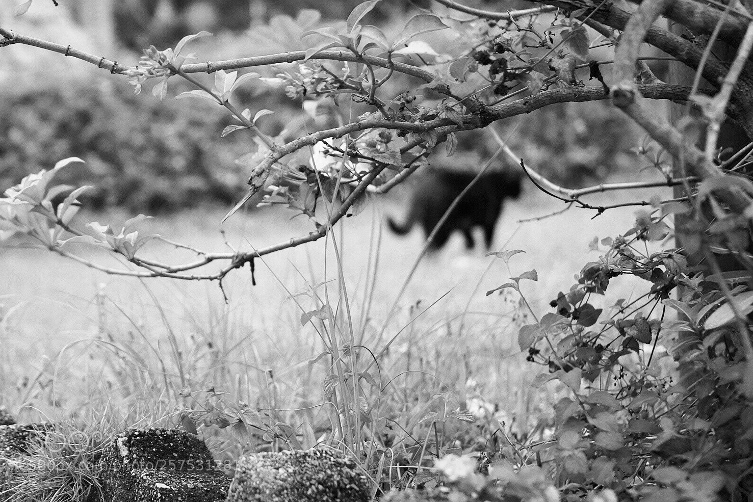 Sony a7 III sample photo. Untitled photography
