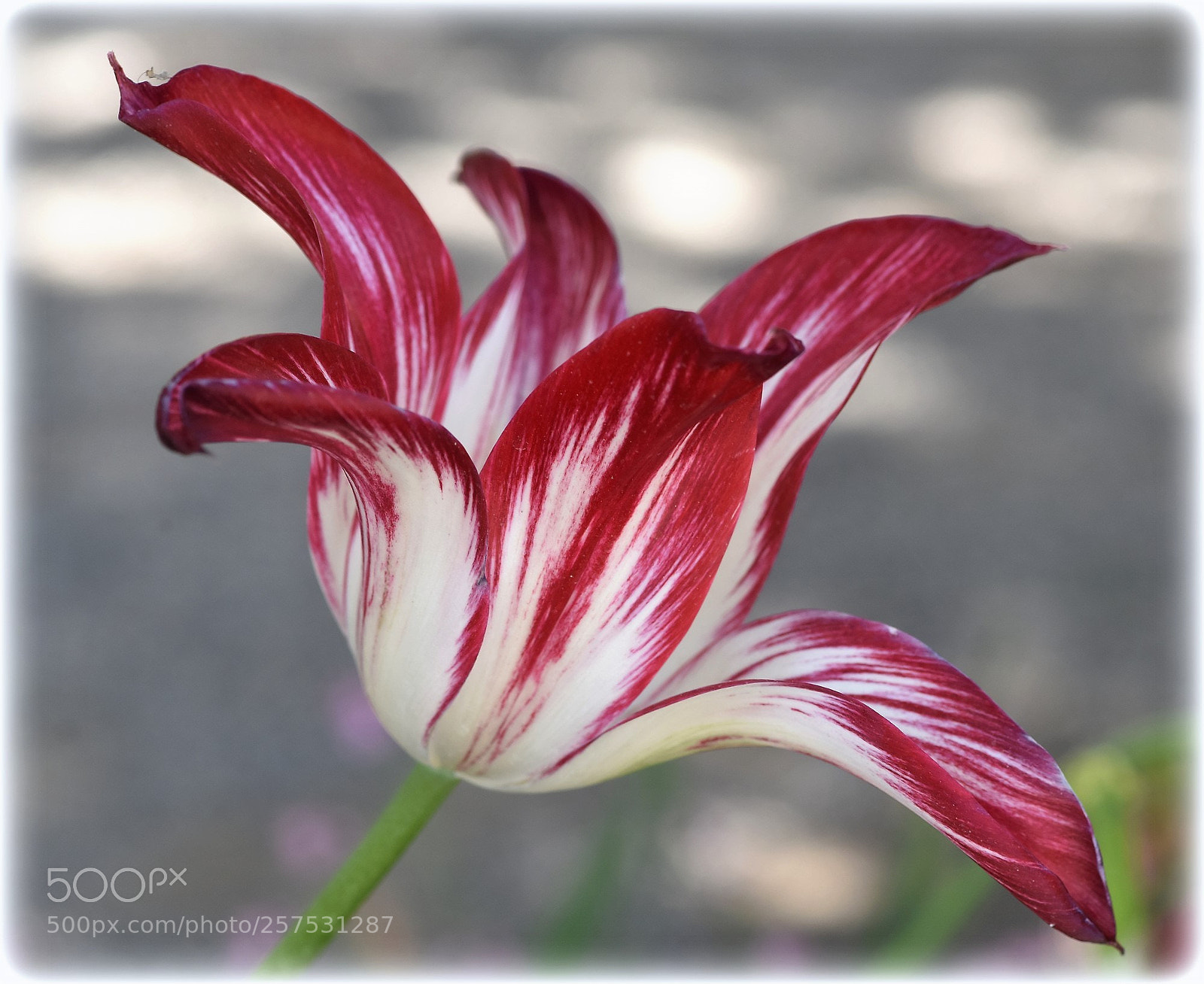 Nikon D810 sample photo. T u l i photography