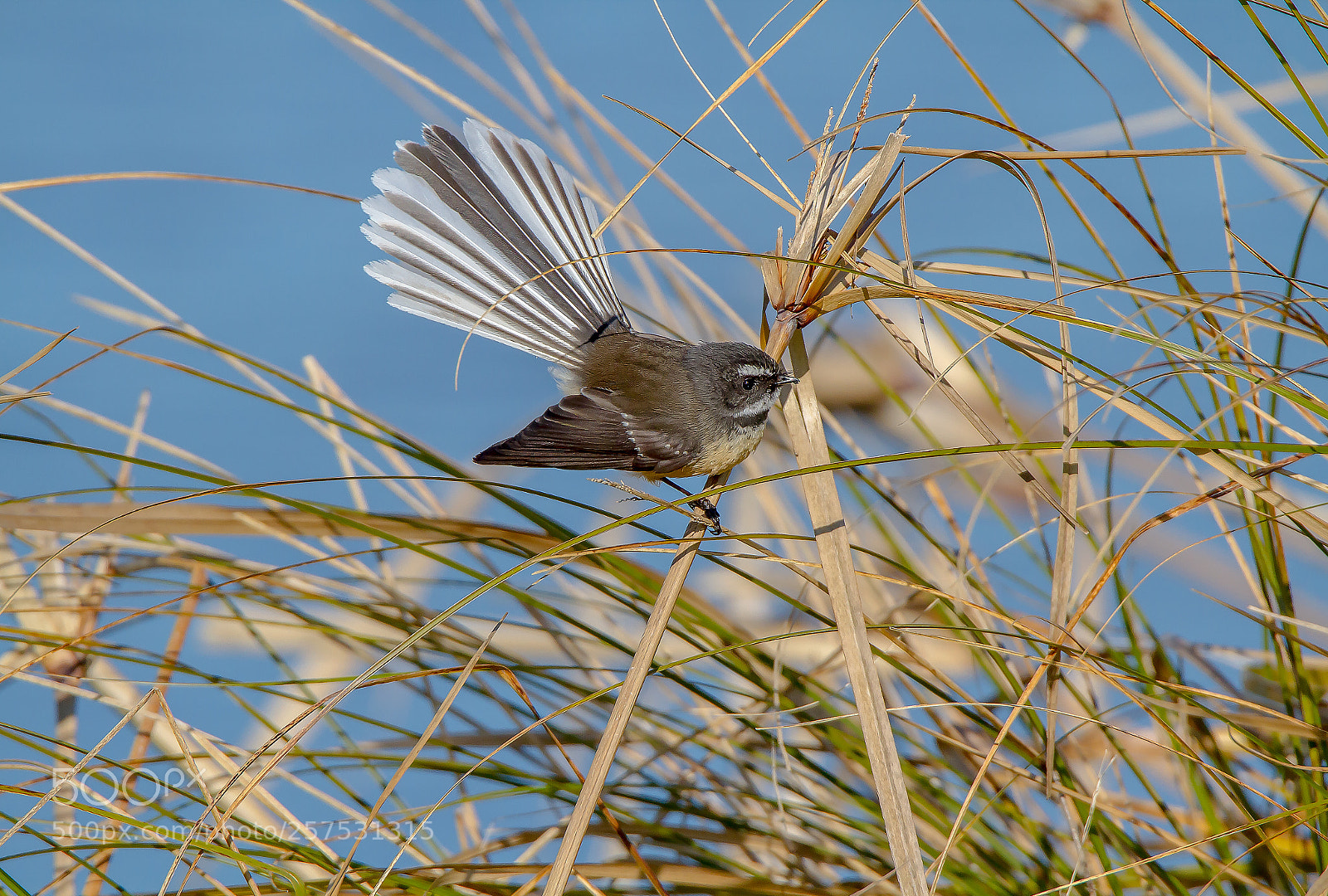 Canon EOS 7D sample photo. Fantail photography