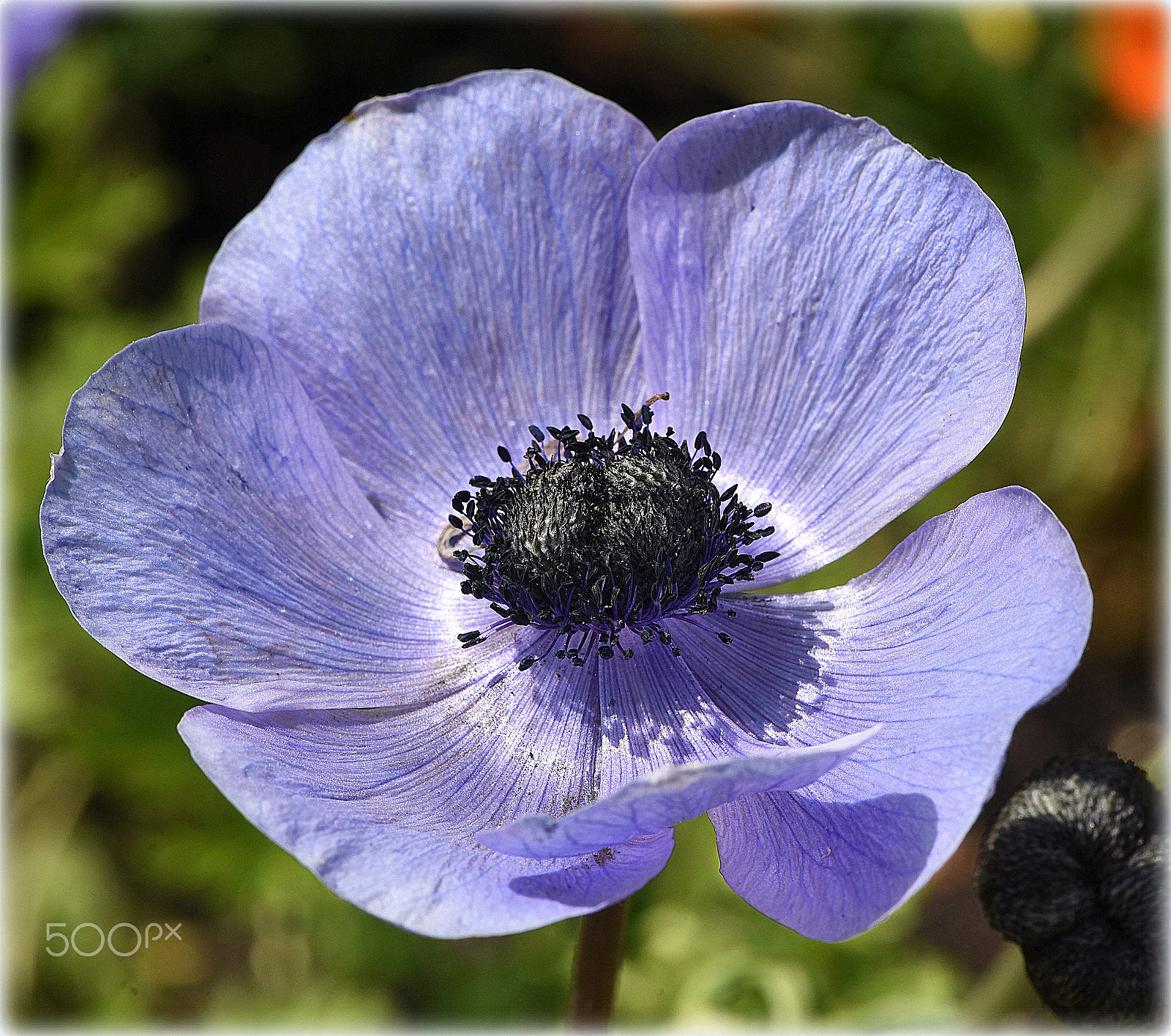 Nikon D810 + Nikon AF-S Micro-Nikkor 105mm F2.8G IF-ED VR sample photo. "lila anemone" photography