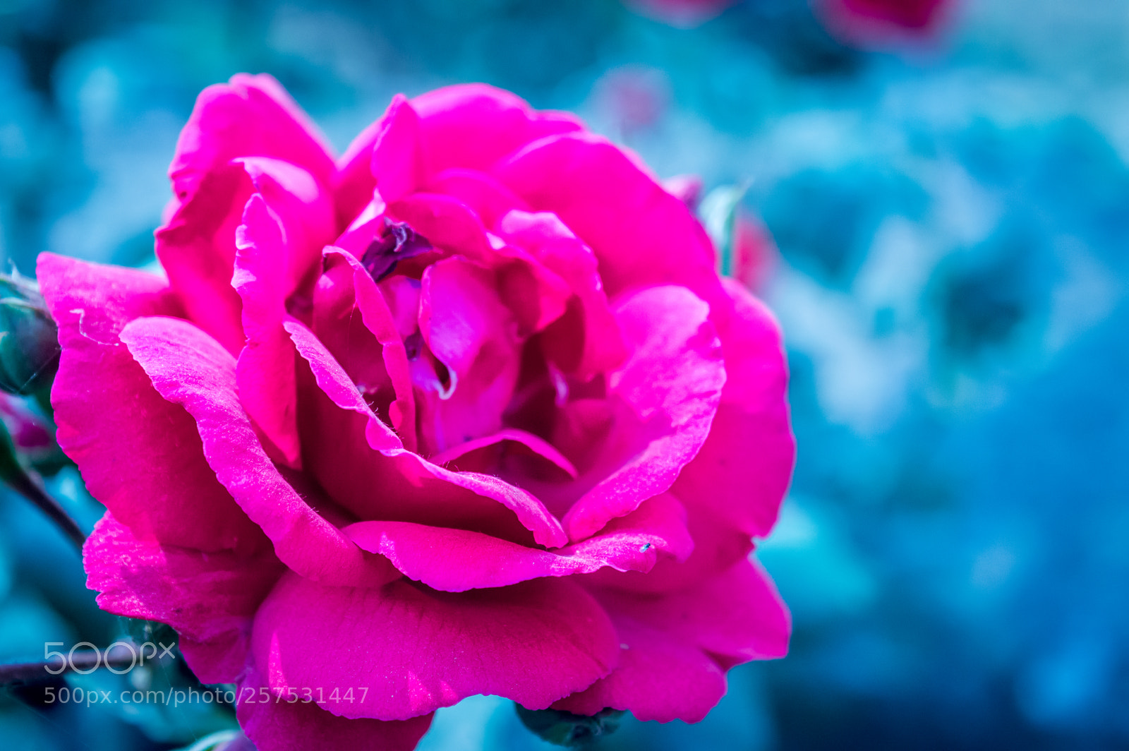 Nikon D3200 sample photo. Red rose in blur photography