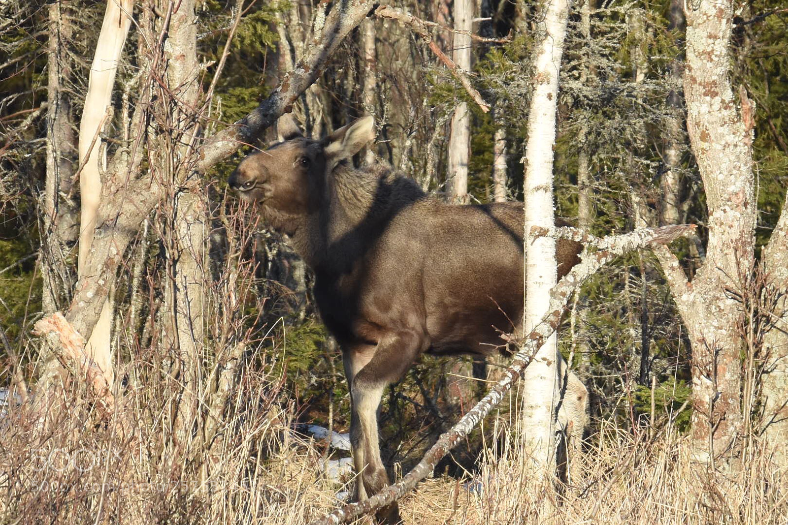Nikon D7200 sample photo. Wildlife in sweden photography