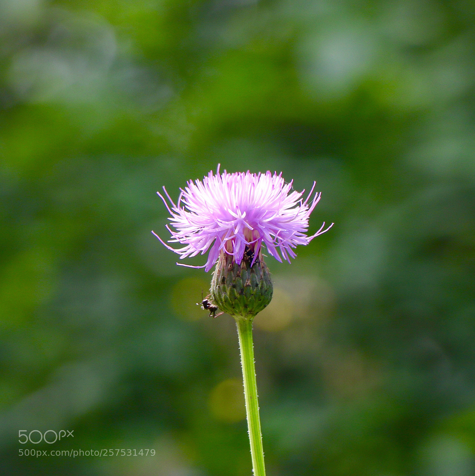 Canon EOS 7D Mark II sample photo. Untitled photography